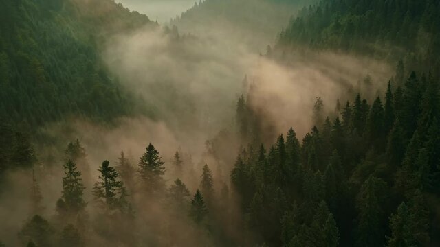 Aerial view of sunrise in the misty forest. Foggy golden sunset in mountains. Flying over green trees valley. Morning mist, country fields, sun rising above the horizon. Scenic nature landscape.