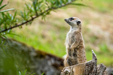 meerkat watching out for predators on a tree stump in a zoo
