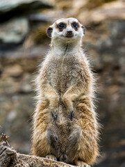 meerkat watching out for predators on a tree stump in a zoo