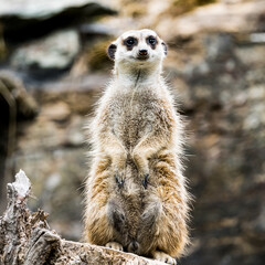 Fototapeta premium meerkat watching out for predators on a tree stump in a zoo
