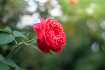 pink rose in garden
