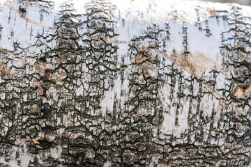 White birch tree bark. background and copyspace