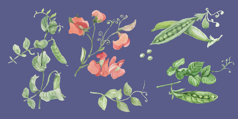 
Peas fruit leaves flowers twigs. Hand drawn vector watercolor illustration. Food menu food. Vegetable garden harvest natural products patern background
