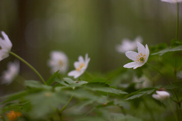 White spring flowers, snowdrops in the forest. Anemone nemorosa - wood anemone, windflower, thimbleweed, and smell fox. Romantic soft gentle artistic image.
