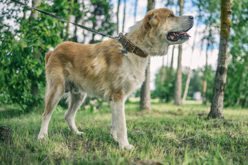Naklejka na ściany i meble Big kind beautiful Central Asian shepherd dog on a leash in the forest.