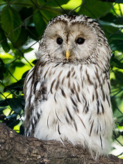 owl resting on an tree in the zoo