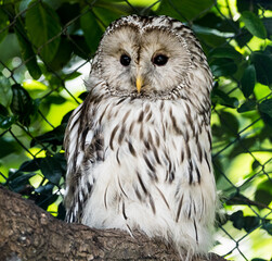owl resting on an tree in the zoo