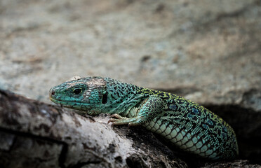 clouseup of an ocellated lizard in the zoo