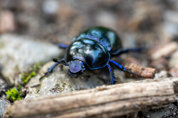 macro wood dung beetle anoplotrupes stercorosus on the ground