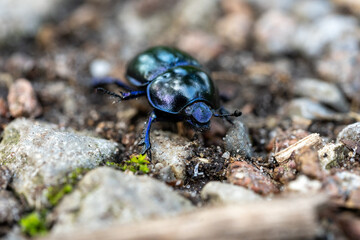 macro wood dung beetle anoplotrupes stercorosus on the ground