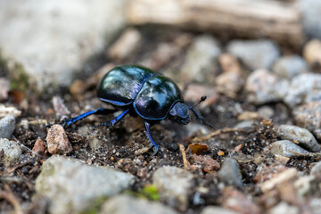 macro wood dung beetle anoplotrupes stercorosus on the ground