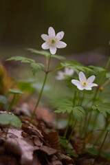 White spring flowers, snowdrops in the forest. Anemone nemorosa - wood anemone, windflower, thimbleweed, and smell fox. Romantic soft gentle artistic image.