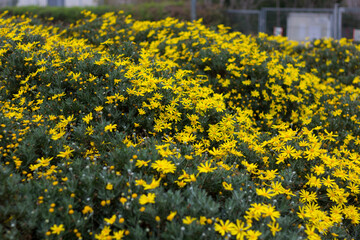 Daisies with yellow petals
