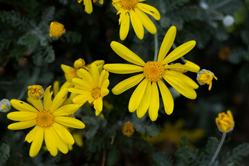 Daisies with yellow petals