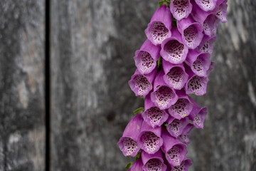 closeup of a foxglove flower with a wooden background in summertime in the nature preservation area...
