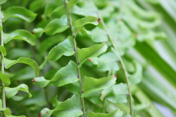 close up of green leaves
