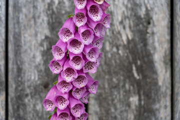 closeup of a foxglove flower with a wooden background in summertime in the nature preservation area...