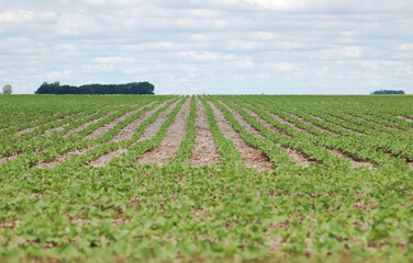 field of soy