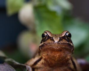 frog look