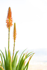 aloe arborescens with the typical orange flowers. Succulent plant with many healing properties....