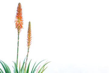 aloe arborescens with the typical orange flowers. Succulent plant with many healing properties. Natural medicine concept. White background. Copy space