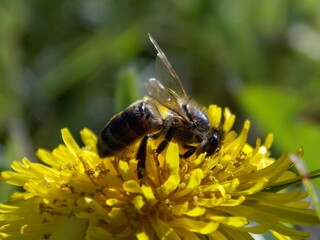 Abejas