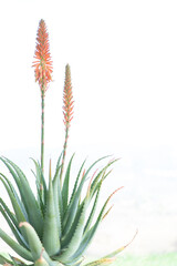 aloe arborescens with the typical orange flowers. Succulent plant with many healing properties....