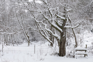 Winter scene of woodland covered with snow.Shot in Sweden, Scandinavia