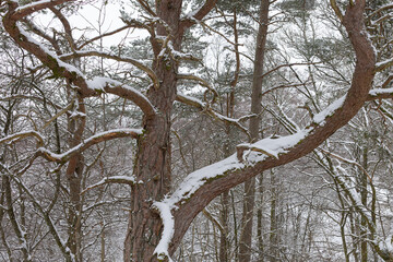 Tree shapes with snow on branches. Shot in Sweden, Scandinavia