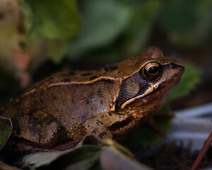 frog macro 