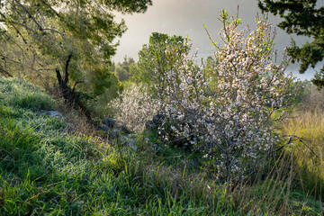 Almond Trees in a Pine Forest