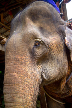 A female Asian Elephant is prepared for tourists to take a jungle tour in Ko Lanta, Thailand. 