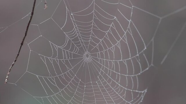 Spiderweb in the forest, blurred background