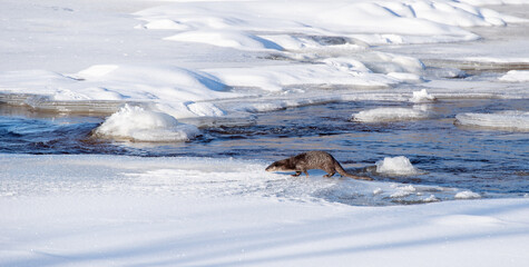 Swedish otter in a natural frozen river area