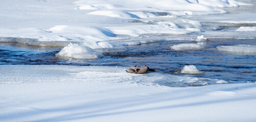 Swedish otter in a natural frozen river area