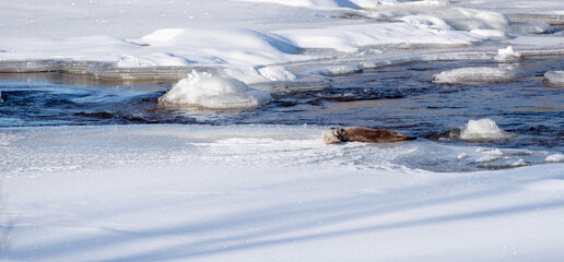 Swedish otter in a natural frozen river area