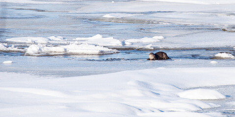 Swedish otter in a natural frozen river area
