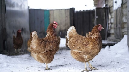 Chickens in winter. Hens - layers in the winter in the yard.