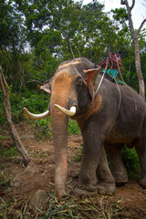 A tall platform on the back of an bull Asian Elephant. Tourists are given rides to bolster the economy in Ko Lanta, Thailand. 