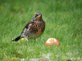 Fieldfare, Turdus pilaris