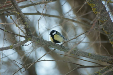great spotted woodpecker