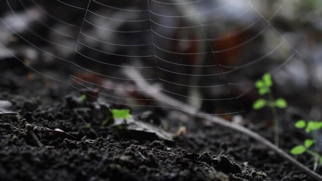 Spiderweb in the forest, blurred background, vertical pan