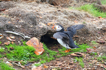 Atlantic Puffin Stretching its Wings at the entrance of its nesting burrow.  Newfoundland, Canada