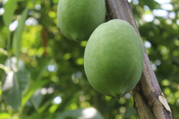 Green Papaya on tree