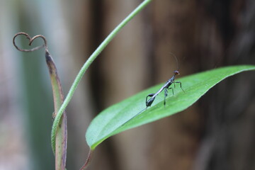 Ant on tree