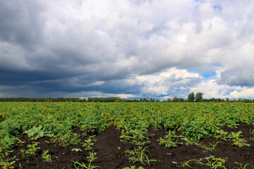 Fototapeta na wymiar potato field with green sprouts