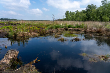 Moor landscape in Lueneburg Heath with cottongrass, tussock cottongrass or sheathed cottongrass, birch trees