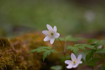 White spring flowers, snowdrops in the forest. Anemone nemorosa - wood anemone, windflower, thimbleweed, and smell fox. Romantic soft gentle artistic image.