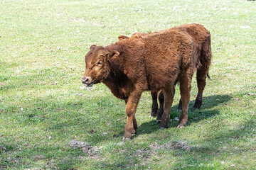Fototapeta premium zwei junge Rinder auf der Wiese laufend