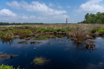 Moor landscape in Lueneburg Heath with cottongrass, tussock cottongrass or sheathed cottongrass, birch trees